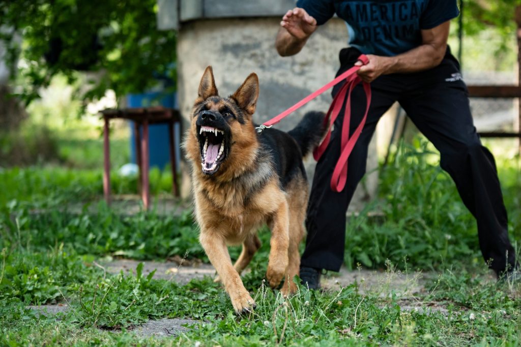 Rééducation canine par Canitrain : gestion des troubles du comportement du chien