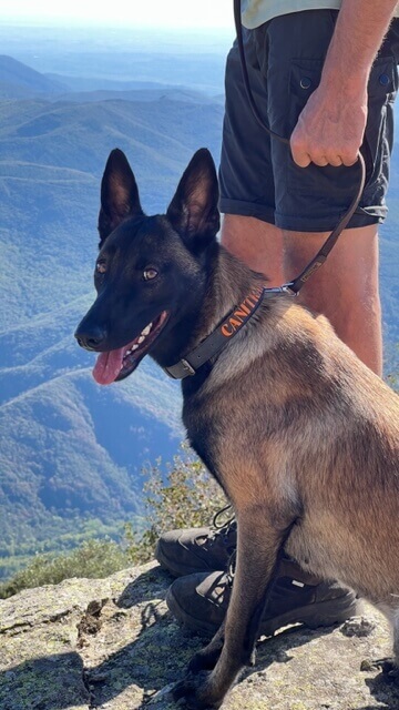 La chienne Taiga attentive à côté de Jean-François, éducateur canin